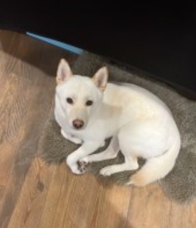 MissingPetsGB's tweet photo. 🐕 YUKI, a male Shiba Inu has gone #missing from Knightswood Road #Rainham #Essex #RM13 on 20 Oct 2022.
He is chipped and has light brown outline around ears.
Please do not chase if seen
https://t.co/SY5K8y5N1z https://t.co/tTaQpdvbbI