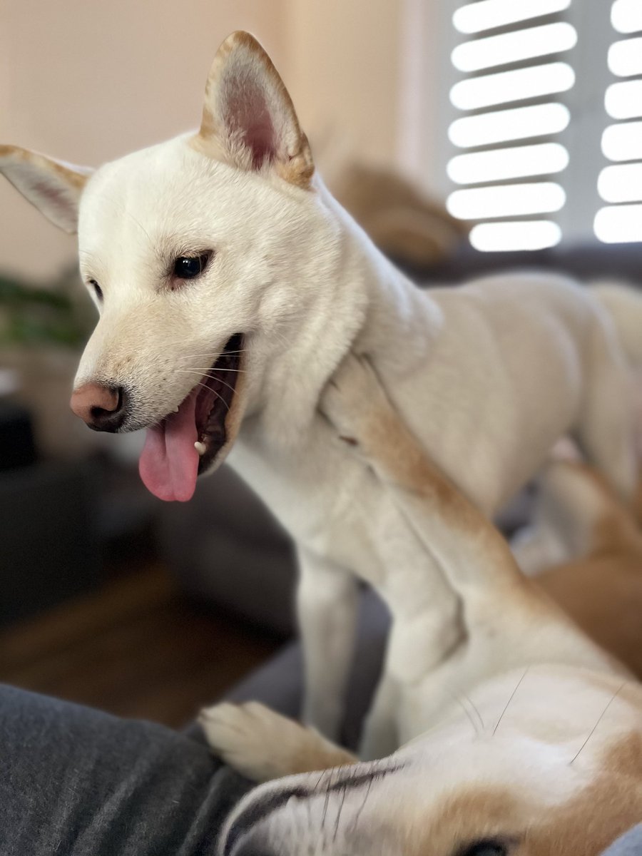 MissingPetsGB's tweet photo. 🐕 YUKI, a male Shiba Inu has gone #missing from Knightswood Road #Rainham #Essex #RM13 on 20 Oct 2022.
He is chipped and has light brown outline around ears.
Please do not chase if seen
https://t.co/SY5K8y5N1z https://t.co/tTaQpdvbbI