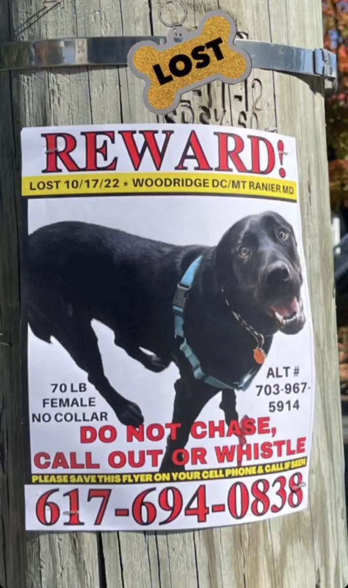 DC please share and keep an eye out for sweet Scully who went missing in NE near Woodbridge on the night of Monday 10/17. Her family needs her home! 💔 <a href="/PoPville/">PoPville</a>