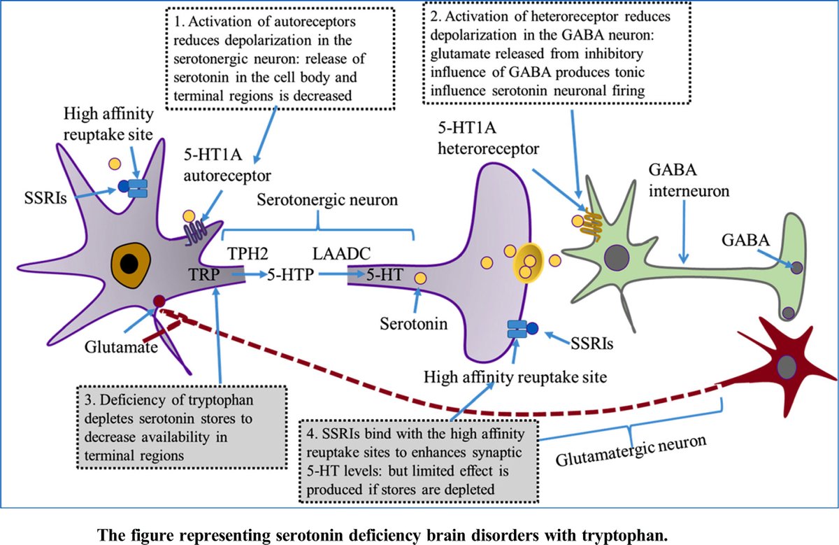 BenthamScienceP's tweet photo. How do you restore serotonin to the brain and treat depression?
Read the Article by Darakhshan Jabeen Haleem for Free: https://t.co/kpV3VE0iVZ
#Tryptophan #Serotonin #antidepressants #hydroxylase #benthamscience #Psychopharmacology #CPP #perspectivearticle https://t.co/T6iUwI6S0R