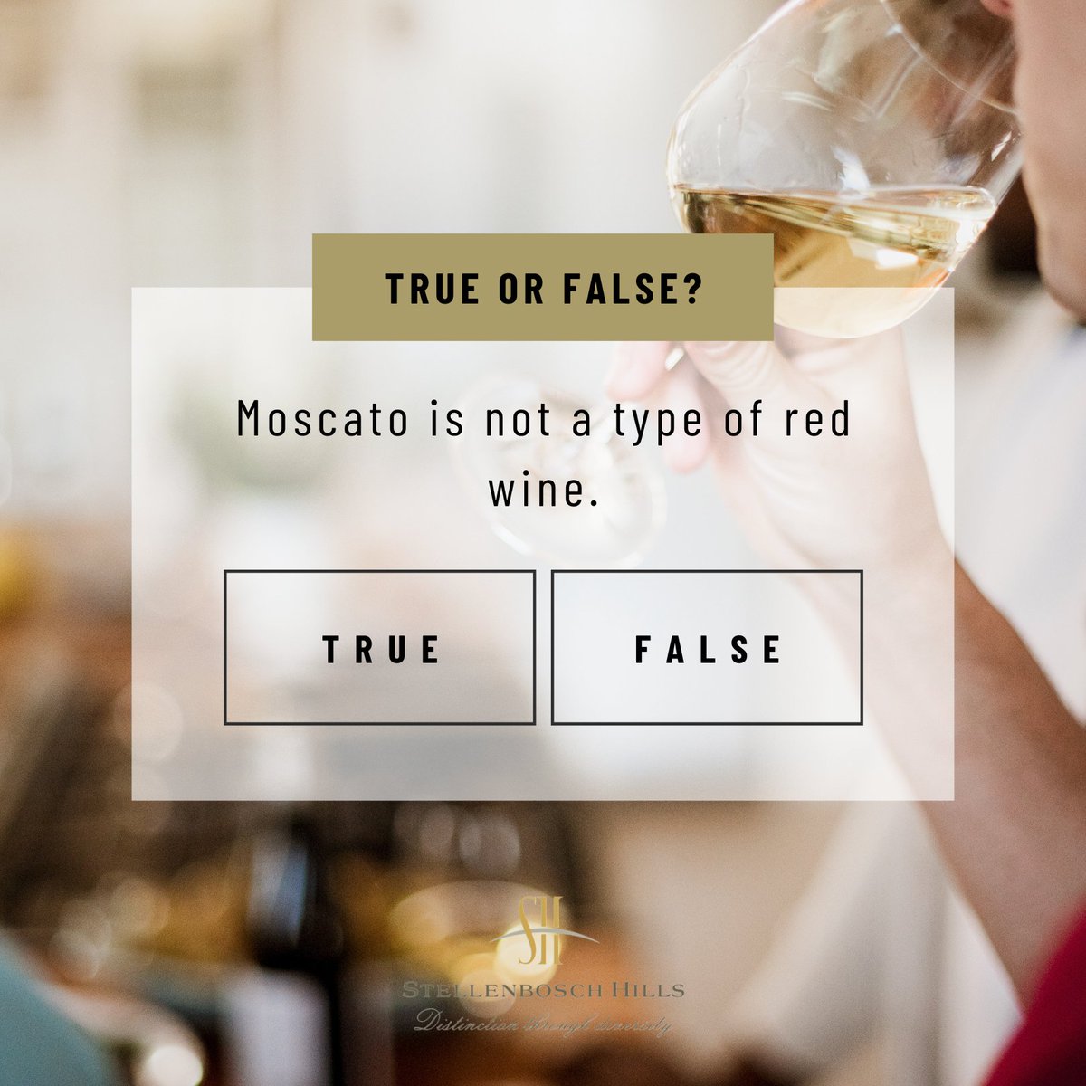 Stellenbosch Hills tweet media