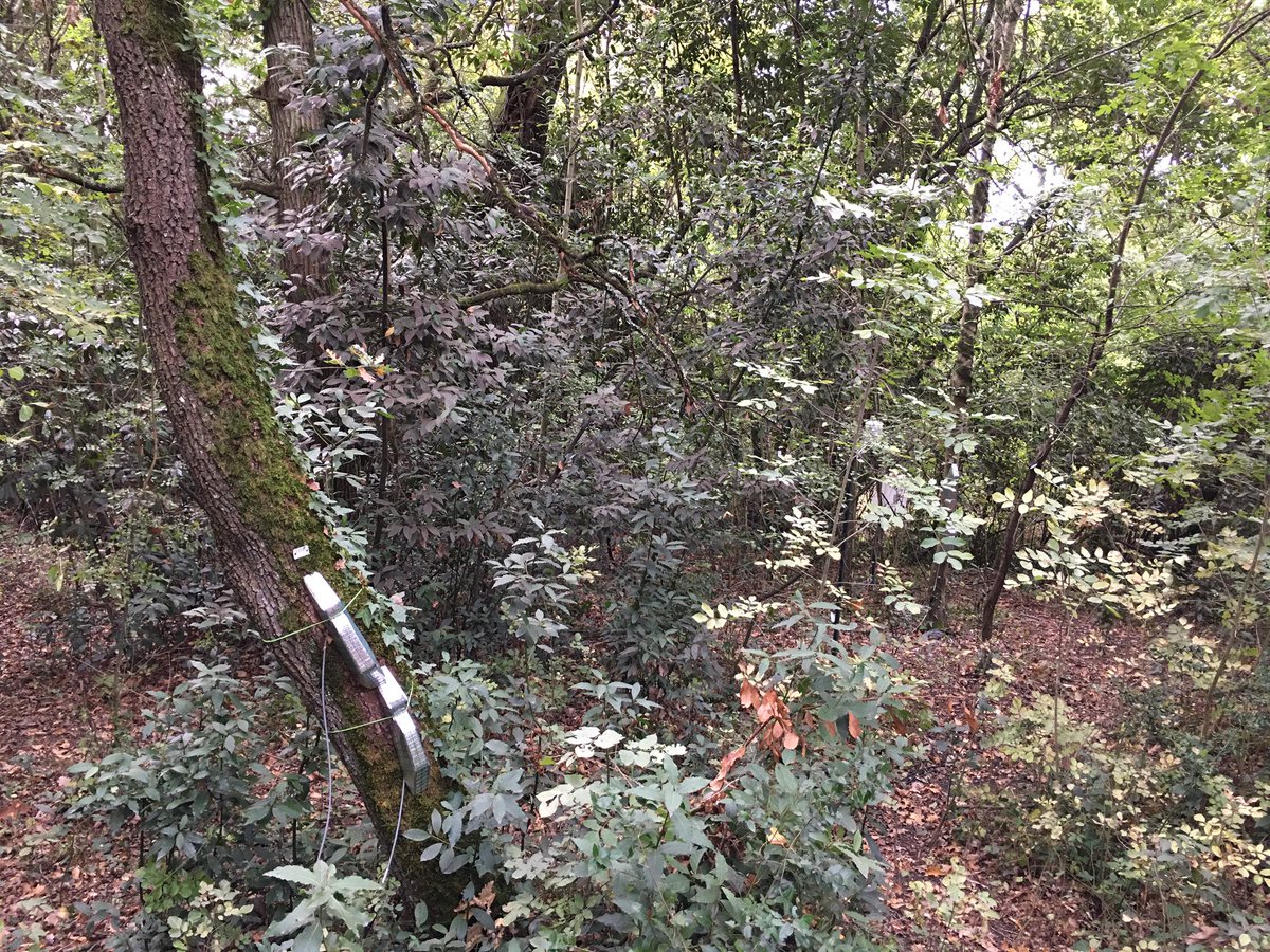 univbordeaux's tweet photo. .@SDelzon présente le living lab de @Forest_UB à la ministre @sup_recherche @sretailleau et cette démarche innovante qui associe la surveillance et l’expérimentation pour répondre aux risques climatiques qui menacent la forêt 🌳. https://t.co/lj4O1sO68b