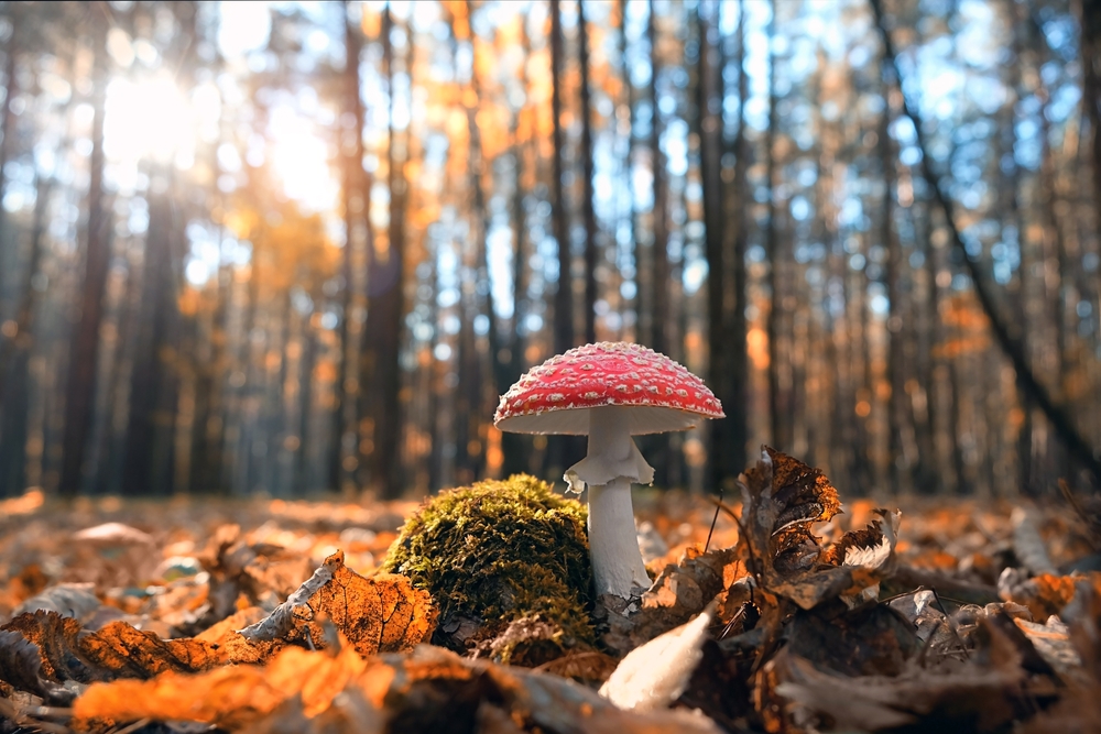 TRIPLE A!! Amazing | Autumn | Activities... Coming SOON! Join an expert around the woods, discovering the fascinating mushrooms and toadstools that grow here in Colchester! 📅 26th October - 19th November 2022 Pre-booking is required! Book here: ow.ly/AoxE50L5ytM