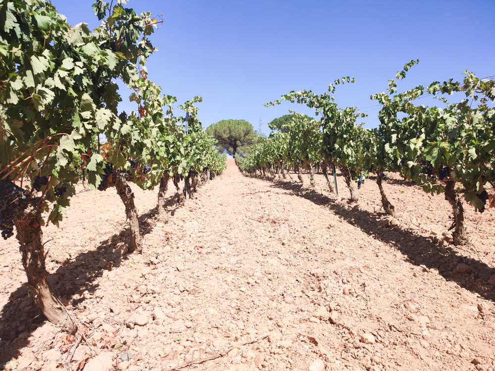 ferratusbodegas's tweet photo. Compartimos imágenes de nuestro viñedo después de la vendimia, con todo en calma, y sin el ir y venir de trabajadores de esta semanas pasadas 🍇.
#ferratus #mujerdelvino #vendimia22 #riberadelduero #ferratusvendimia #vinotinto #doriberadelduero https://t.co/1ozHos1gN1