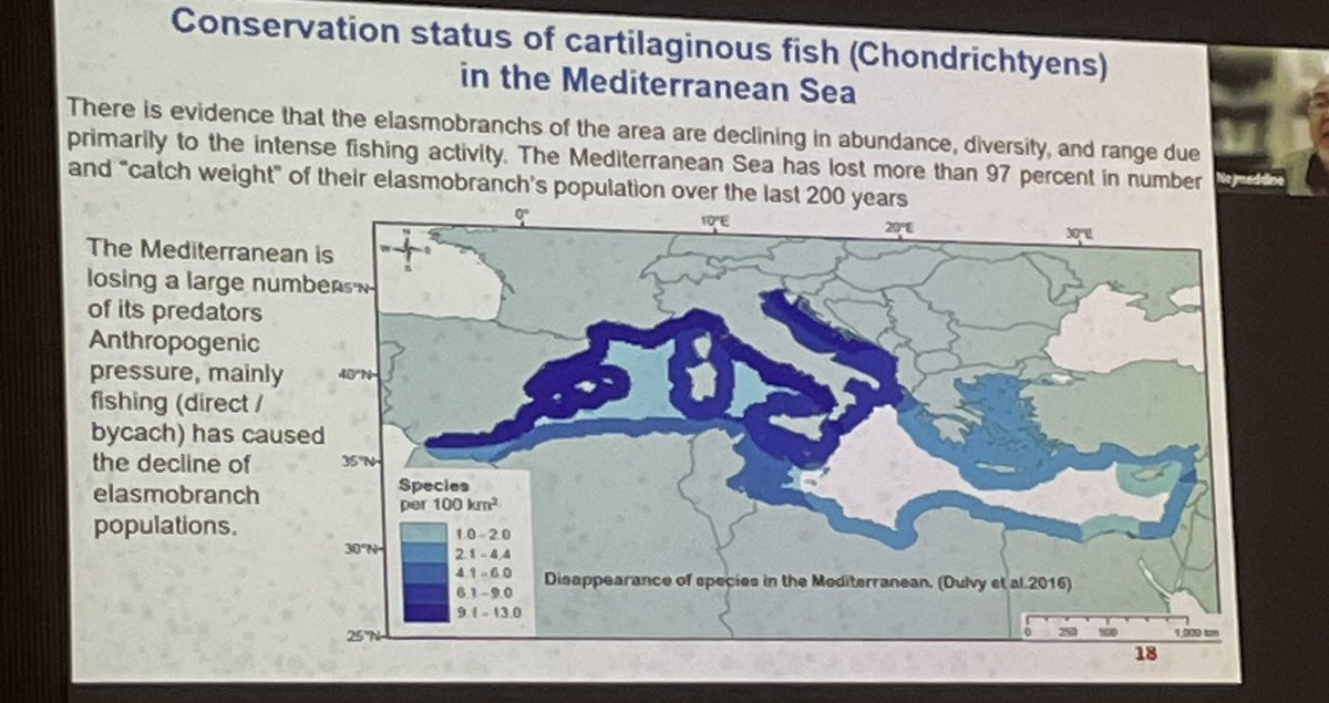 MedSharks's tweet photo. The sad truth of #MedSharks: the #Mediterranean lost 97+% in number and catch weight of #sharks and rays over the last 200 years #SharksInternational2022 #EUSharks https://t.co/4qNLkE2FXP