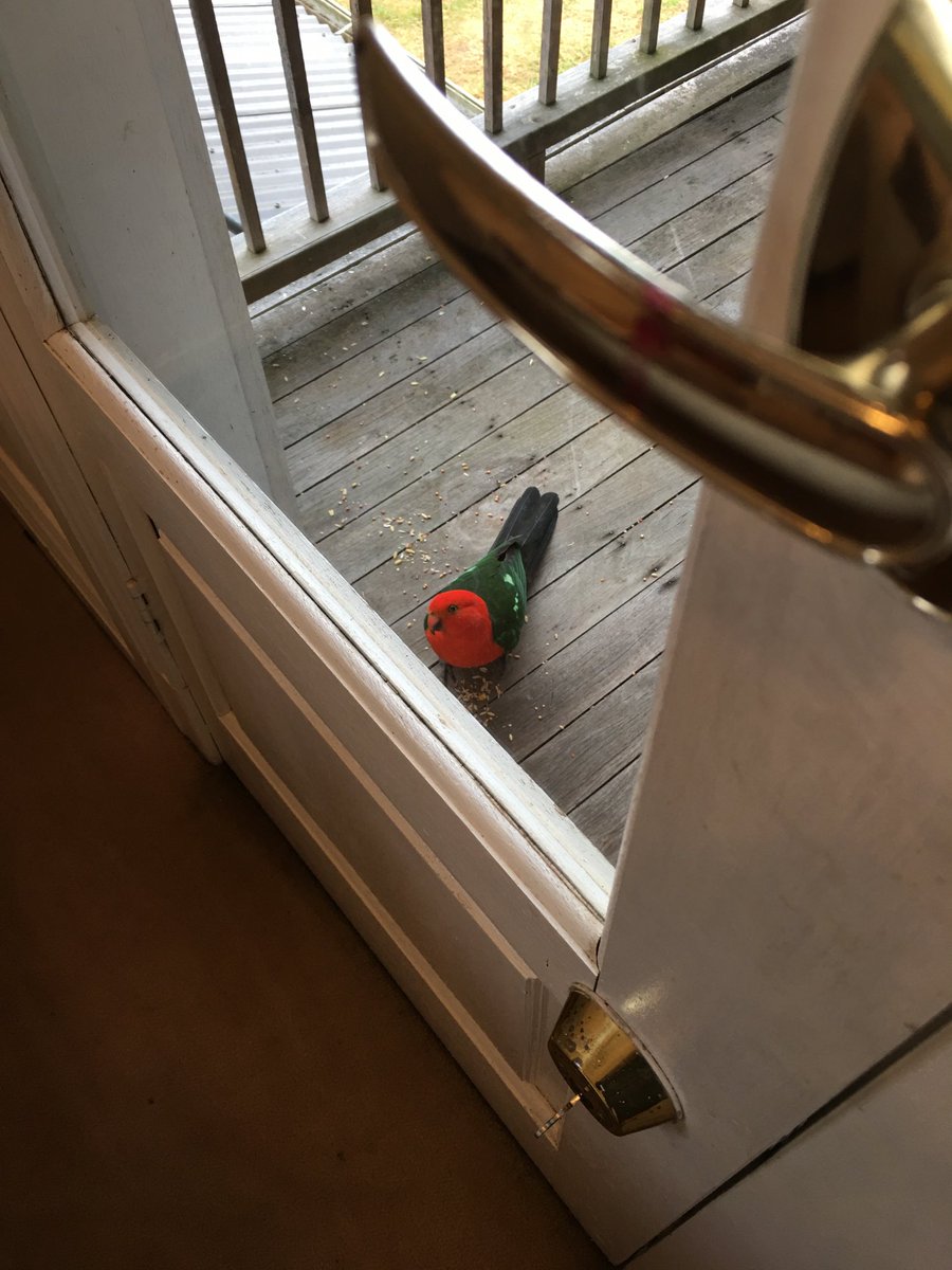 zoekrupka's tweet photo. Worried he’ll be left out of the #BackyardBirdCount https://t.co/YMGWRyvNhN