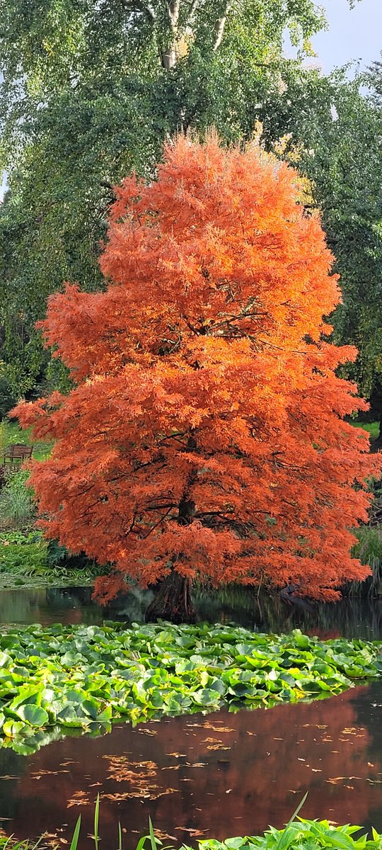 Treeglee's tweet image. TREE GLEE has been out in the world for ONE WHOLE WEEK and it feels like the trees have been celebrating with me with their spectacular show of colour! Such a delight! Thank you #Autumncolours #Treeglee #Autumnwatch @ForestryEngland @BBCSpringwatch amzn.to/3yFRe1h