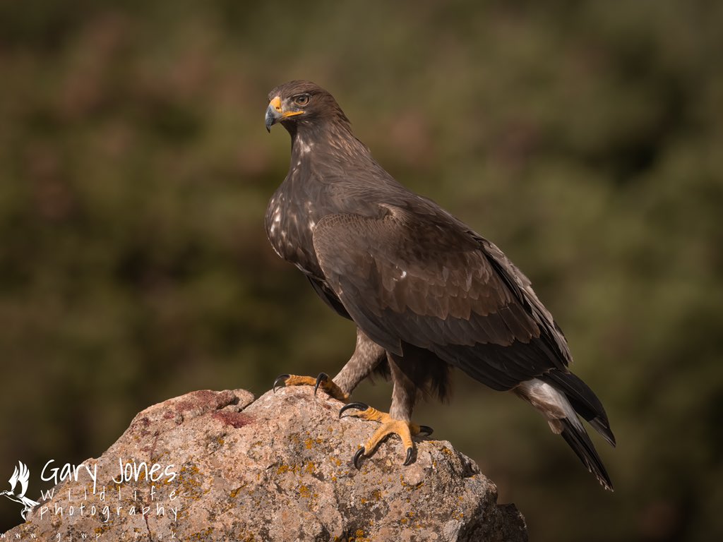 GJWildlifePhoto's tweet photo. Another fantastic bird of prey workshop completed in Central Spain, spaces available early 2023

https://t.co/JW61zcoOZv https://t.co/mnJ4EeOZvl