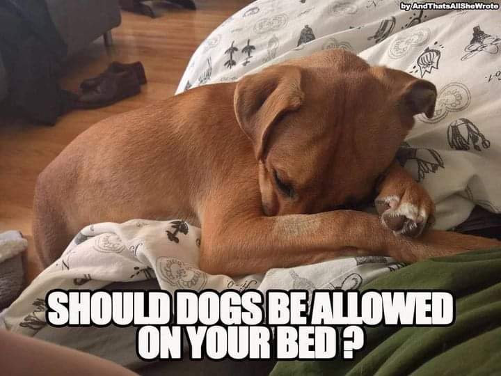 Happy Dog on Twitter "Do you allow your dog to sleep on your bed https//t.co/0dOwXGCxY4" / Twitter