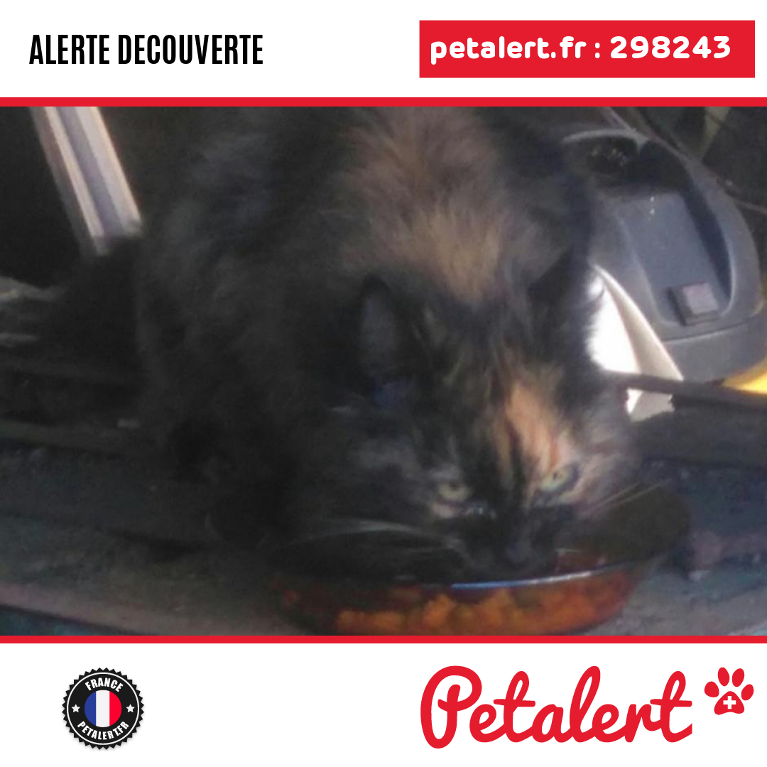 petalert_france's tweet photo. Trouvé #Chat #Lot #Escamps #Petalert  #PetAlert46 / https://t.co/41vLPEChiI https://t.co/i2yWLqBkXJ