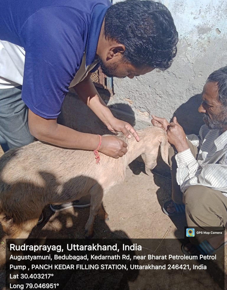 fiurudraprayag's tweet photo. ग्राम धारतोंदला, गणेशनगर में बीमार बकरियों का उपचार, ग्राम तिलणी में परियोजना के माध्यम से लाभार्थियों को स्वस्थ बकरियों का वितरण किया गया! #GoatTreatment #GoatsDistribution #UKCDP_USGCF @Dept_of_AHD @pashudhanUK @basava_ias @mdusgcf @aviddn @Uttarakhandcoo1 @SANJAYK47559742 https://t.co/wi1O92pBGF
