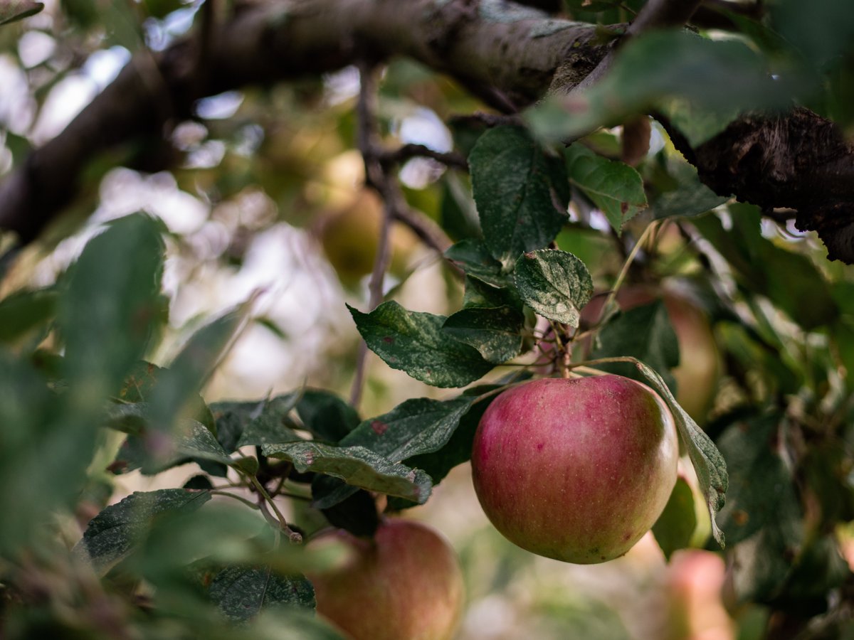 Today is #AppleDay! 🍎🍏 Apple orchards are a major source of income for farmers, maintained with intensive spraying of #pesticides. A study explores how these practices may lead to changes in the #biodiversity of spiders 🕷️. ⬇ rebrand.ly/SfEP4366