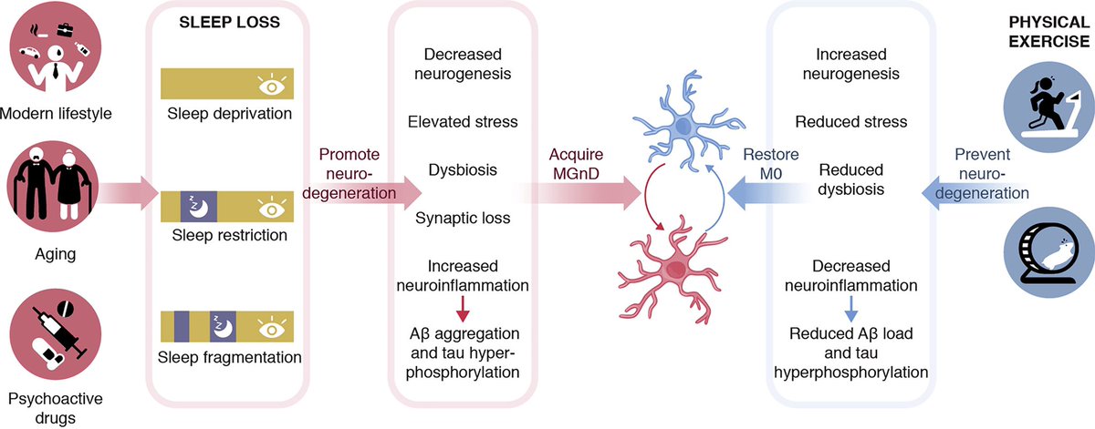 Sleep loss might promote neurodegenerative functions of microglia - a process that can be prevented by physical exercise… cell.com/immunity/fullt…