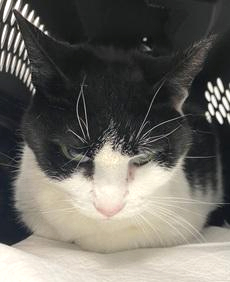 DubJH1009's tweet photo. https://t.co/pvxX0CW7vO #Help #PleaseHelp #NeedsHelpASAP #Critical #nyc #cats https://t.co/BVBak78iyC