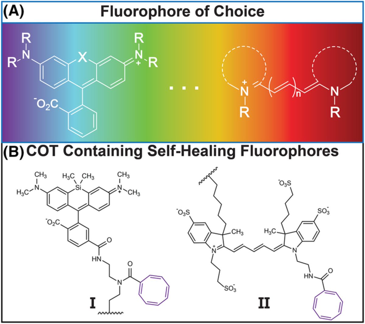 OttossonGroup's tweet photo. Today in the special ES(A)A issue of JPOC, a Perspective paper by Scott Blanchard and co-workers (@TheBlanchardLab) on the use of T1 state Baird-aromatic moieties to improve fluorophore performance in microscopy and imaging applications. https://t.co/nDPv9COjHt https://t.co/oWM5FmS8jR