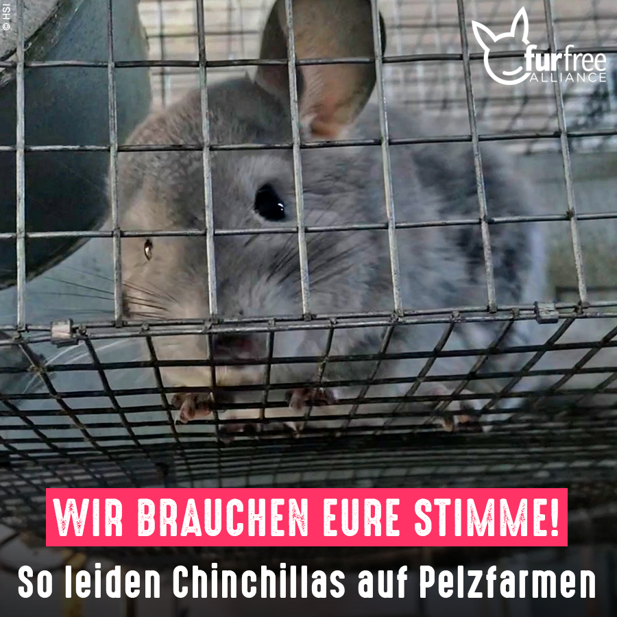 tierschutz_bund's tweet photo. 😢 So leiden #Chinchillas auf einer #Pelzfarm in Rumänien. Eingesperrt in engen Drahtkäfigen warten die Tiere auf ihren Tod, damit aus ihrem Fell Jacken, Taschen oder Mützen hergestellt werden können.

✍️ Bitte unterschreibt für ein EU-weites #Pelz-Verbot: https://t.co/cq9rAhuGbx https://t.co/Yg8KUXZv3N