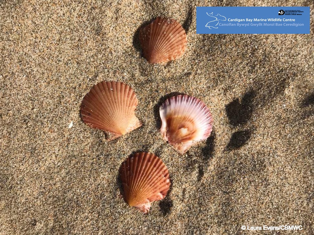 CBMWC News (@cbmwc) on Twitter photo ๐ต๏ธโโ๏ธ It's a great time of year to find natural treasures washed up our beaches ๐๏ธ
#LivingSeas volunteer Cody found these queen scallop shells whilst walking along New Quay Harbour Beach ๐๐ฆช
<a href="/WTSWW/">WildlifeTrustSWWales ๐ฆก๐ฌ</a> <a href="/WTWales/">Wildlife Trusts Wales</a> <a href="/cody_ayrehig10/">Cody Ayre Higgins</a> ๐ต๏ธโโ๏ธ It's a great time of year to find natural treasures washed up our beaches ๐๏ธ
#LivingSeas volunteer Cody found these queen scallop shells whilst walking along New Quay Harbour Beach ๐๐ฆช
<a href="/WTSWW/">WildlifeTrustSWWales ๐ฆก๐ฌ</a> <a href="/WTWales/">Wildlife Trusts Wales</a> <a href="/cody_ayrehig10/">Cody Ayre Higgins</a>
