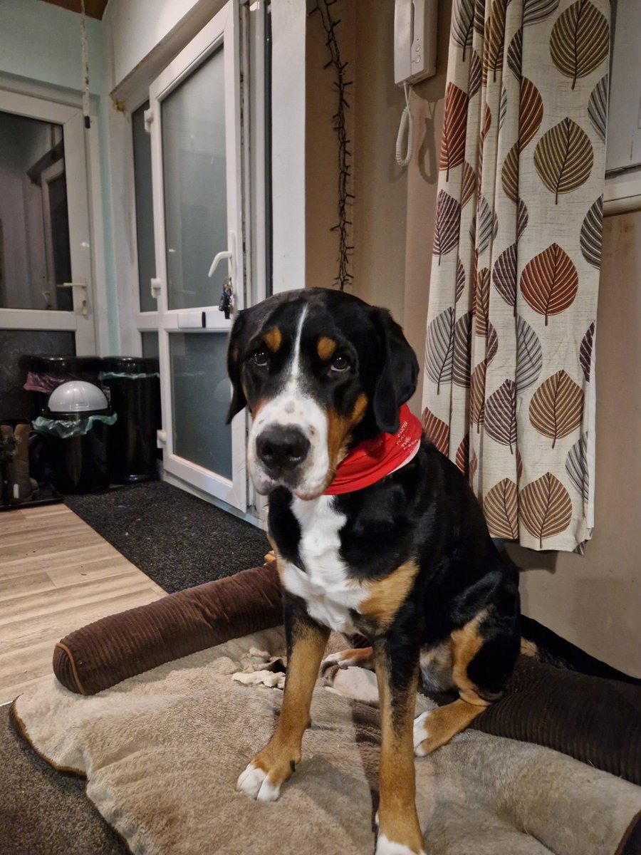 Nala is rocking her snood to support #ShowRacismTheRedCard ! 🟥🐕