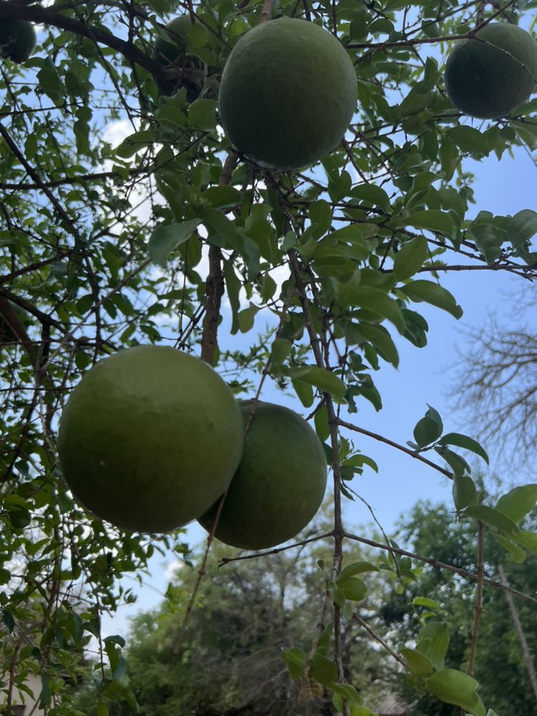 Nndoweni's tweet photo. Maramba #indigenousfruit #heritage https://t.co/CyUq8GZU8J