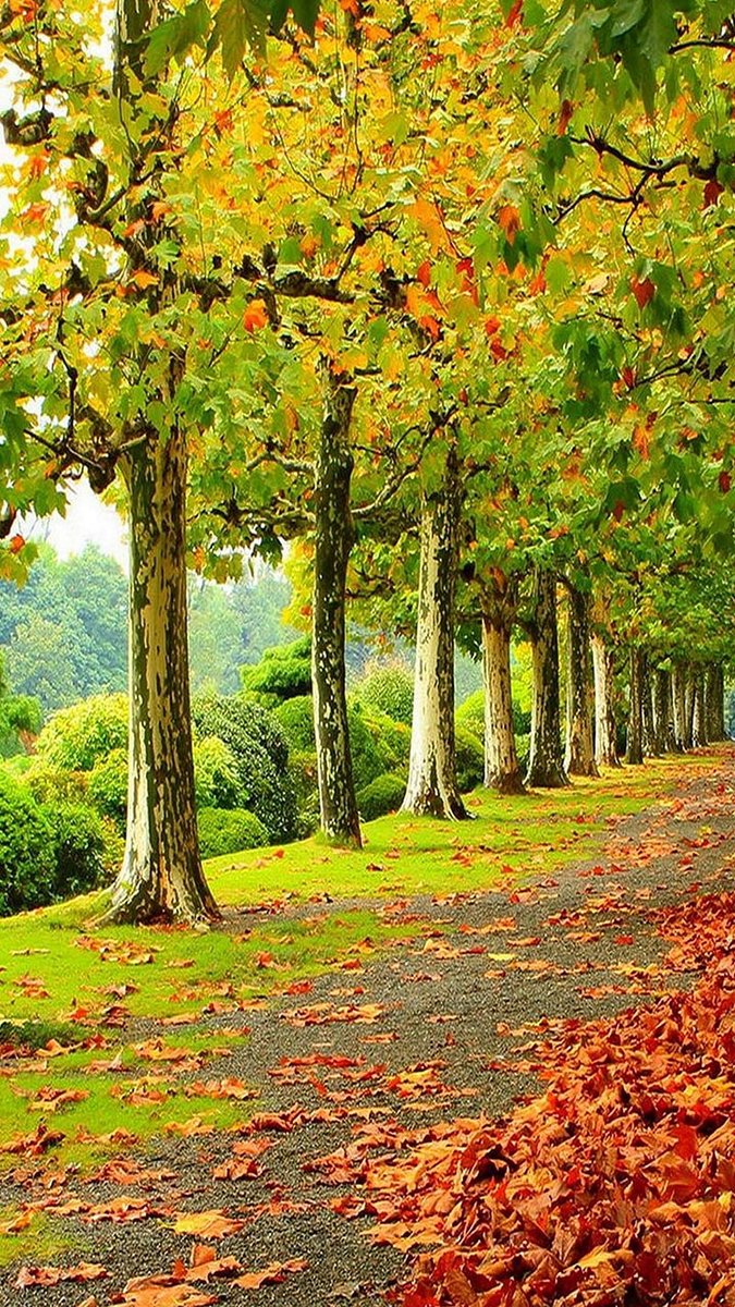 Green path.☀️💛💚🍁