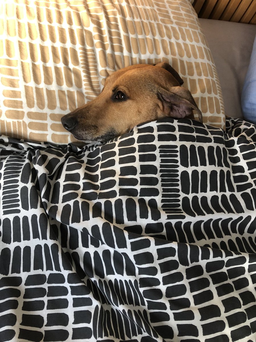 SusanSaville3's tweet photo. @MrAndrewCotter This is what Soozie thinks. https://t.co/wrO5SFkeUg