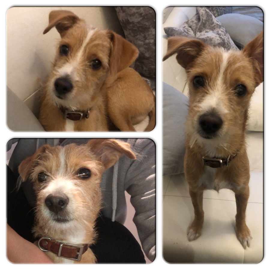 NuevaVidaAdop's tweet photo. #Madrid 
MOWGLI cachorrete de 5 meses ABANDONADO
Es MUY simpático,cariñoso,juguetón y trastillo
Busca amoroso hogar en #adopcionresponsable
En edad adulta rondará 10-12kg
Se entrega chipado,vacunado,desparasitado y CON compromiso de esterilización
📩facenuevavida@gmail.com
#rt https://t.co/noz2D5QVC0
