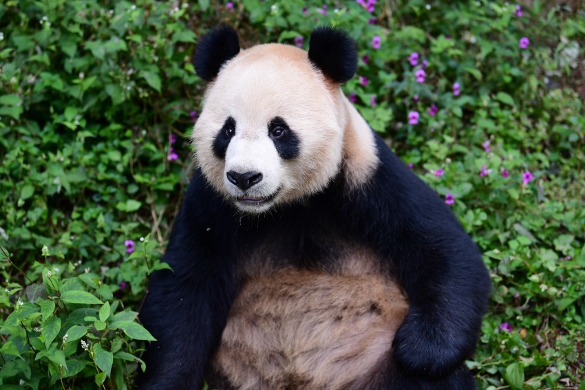 MeritsunPower's tweet photo. Giant panda "Si Hai" and "Jing Jing" travel to Qatar.
Have a great time there!!☀🐼

#QatarWorldCup #PandainQatar #Panda https://t.co/W3zLvIedHV