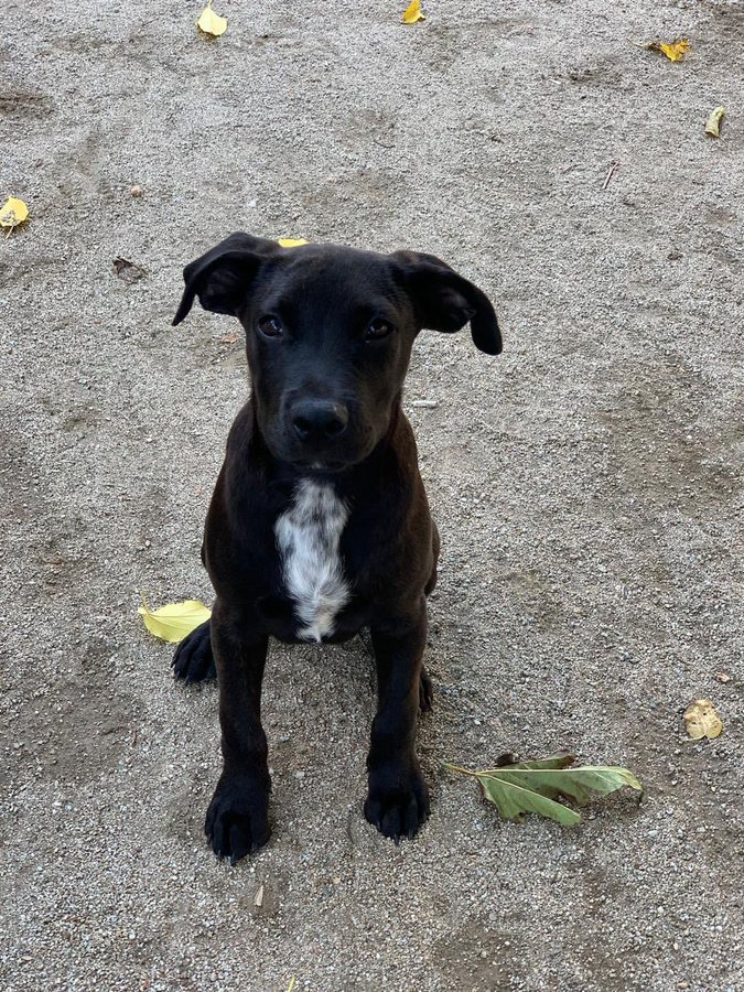 life4pitbulls's tweet photo. Esta bichillo 😍 es TEROR, un peque de 4️⃣ meses de edad.

Siendo tan jovencito ya ha tenido que saber lo que es vivir en una perrera 😫 así que ahora le toca vivir mucho mejor, con una familia que le quiera 🥰 para toda la vida.

Vas a ser tú quien le dé un hogar definitivo ??👉🏼 https://t.co/Bo9gSmYsIy