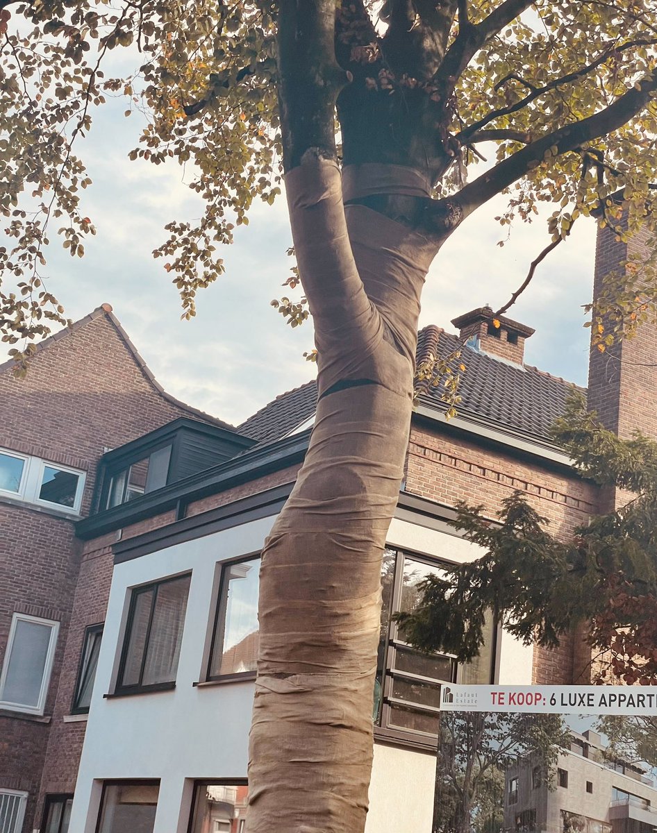 koenbetsens's tweet photo. OMG Everybody is decorating for Halloween again! Nice mummy tree! 👻 #urban #Halloween https://t.co/MyP8tG6S58
