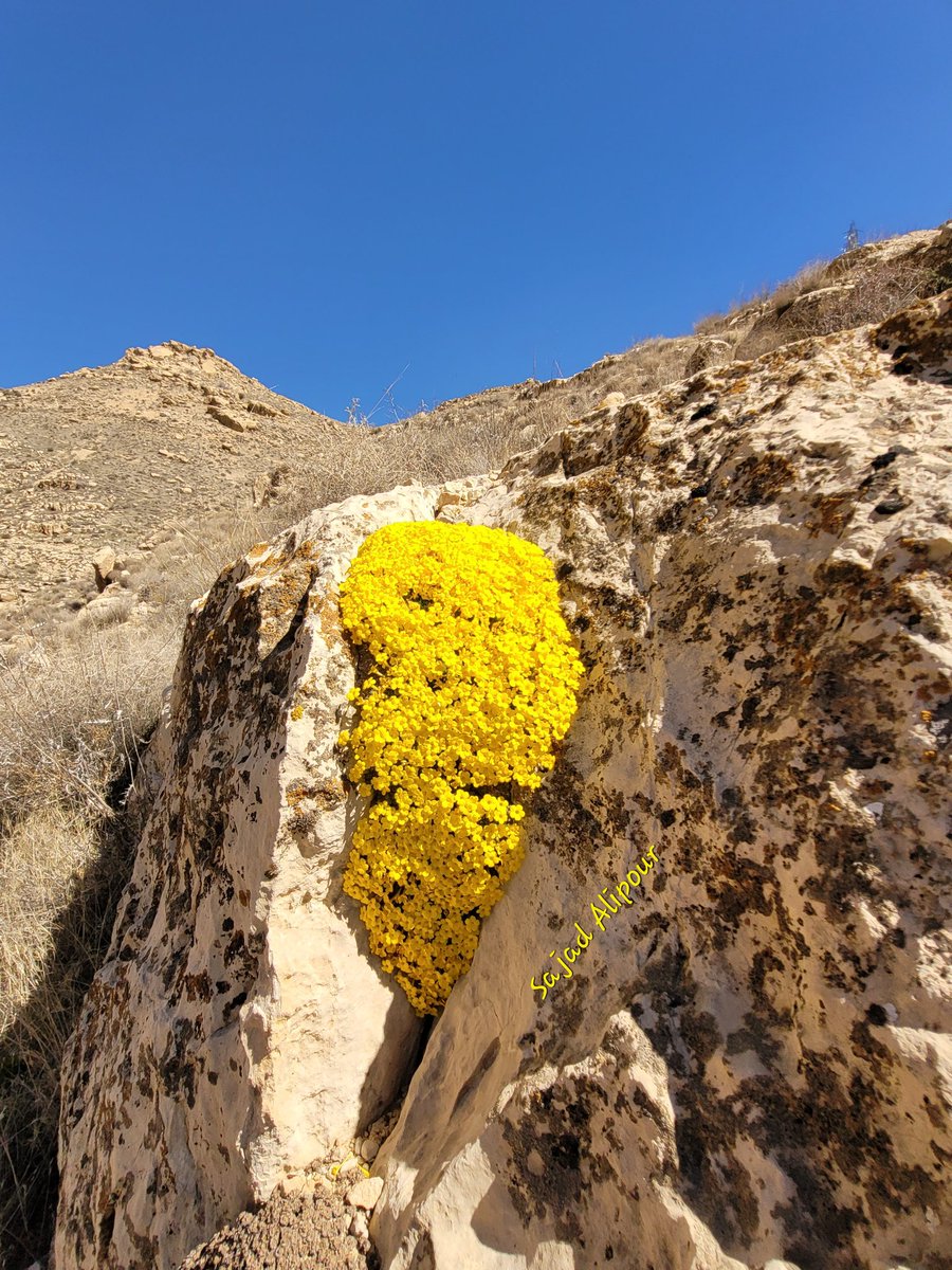 SajadAlipour98's tweet photo. Dionysia michauxi
Primulaceae
Fars province,Iran
Endemic
Feb 2022
Altitude: 1700 m
#Dionysia #Primulaceae #wildflower #nature #alpineplant #GardenersWorld #gardening #nursery #wildlife #biology #photography #mobilephotography #botany #forest https://t.co/iXHAFYCI3E