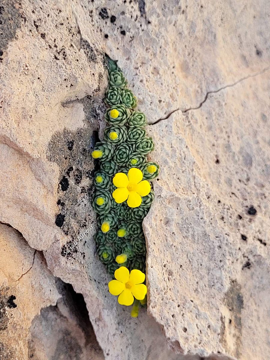 SajadAlipour98's tweet photo. Dionysia michauxi
Primulaceae
Fars province,Iran
Endemic
Feb 2022
Altitude: 1700 m
#Dionysia #Primulaceae #wildflower #nature #alpineplant #GardenersWorld #gardening #nursery #wildlife #biology #photography #mobilephotography #botany #forest https://t.co/iXHAFYCI3E