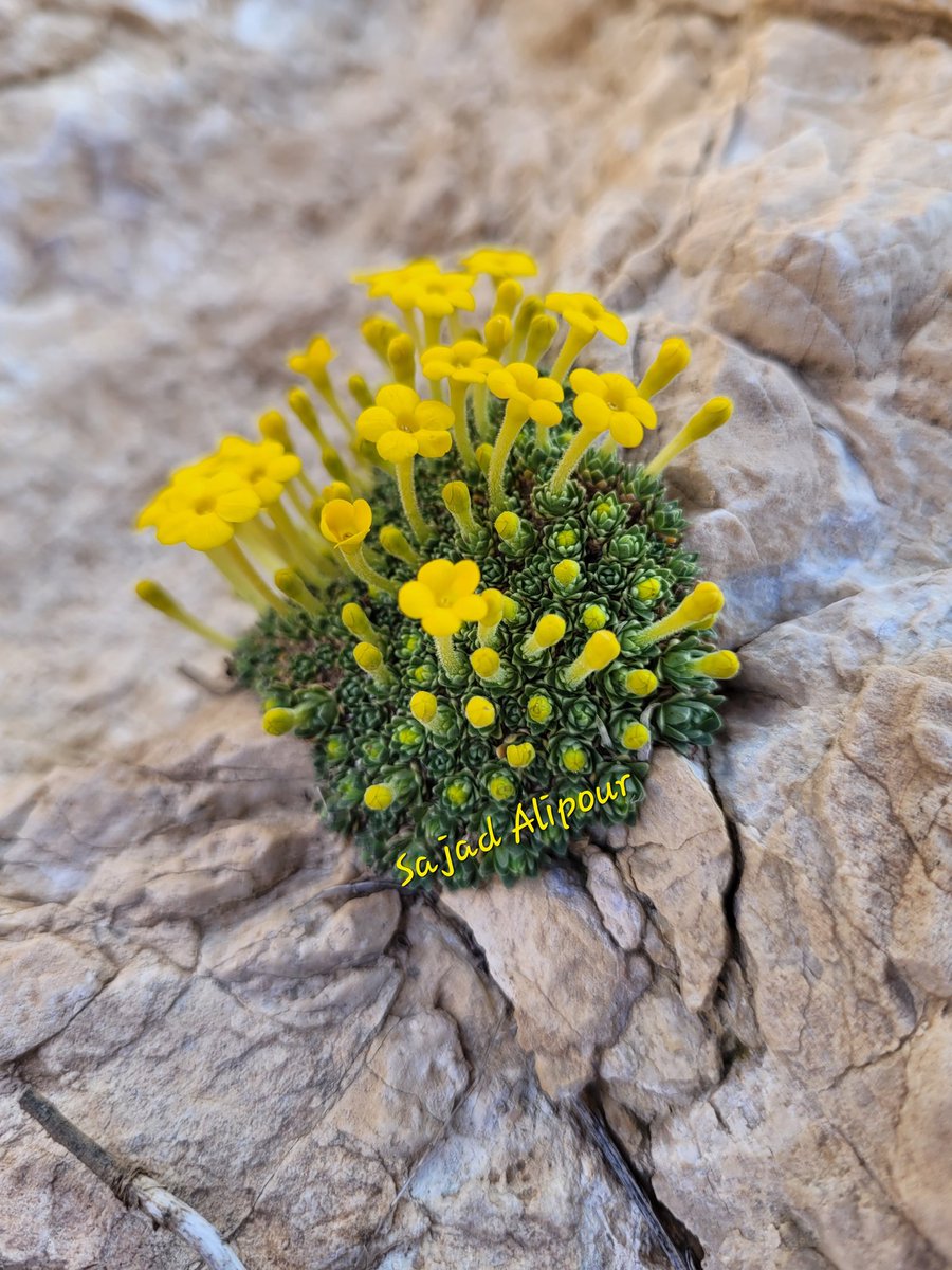 SajadAlipour98's tweet photo. Dionysia michauxi
Primulaceae
Fars province,Iran
Endemic
Feb 2022
Altitude: 1700 m
#Dionysia #Primulaceae #wildflower #nature #alpineplant #GardenersWorld #gardening #nursery #wildlife #biology #photography #mobilephotography #botany #forest https://t.co/iXHAFYCI3E
