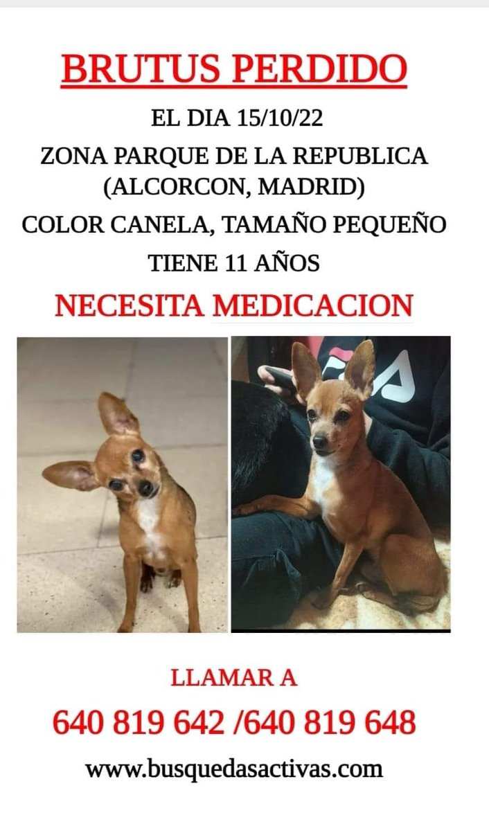 NuevaVidaAdop's tweet photo. 🔴DIFUSION EXTERNA 
BRUTUS #Perdido en #Alcorcón desde 15/10
!!DIFUNDE,por favor:
Es un abuelito de 11 años que NECESITA MEDICACION!! https://t.co/vJiIGLdPUI