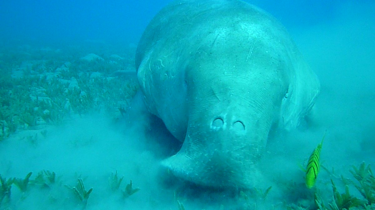 velistipercaso's tweet photo. Su #Turistipercaso Slow Tour Paolo Ghidotti ci racconta quando in #Egitto ha fatto immersioni col #dugongo! Esperienza ormai IRRIPETIBILE, il dugongo è ufficialmente estinto (notizia di pochi giorni fa)😞da leggere per riflettere... In edicola o digitale: https://t.co/G5CGyJd2TJ https://t.co/kfkoALYxVR
