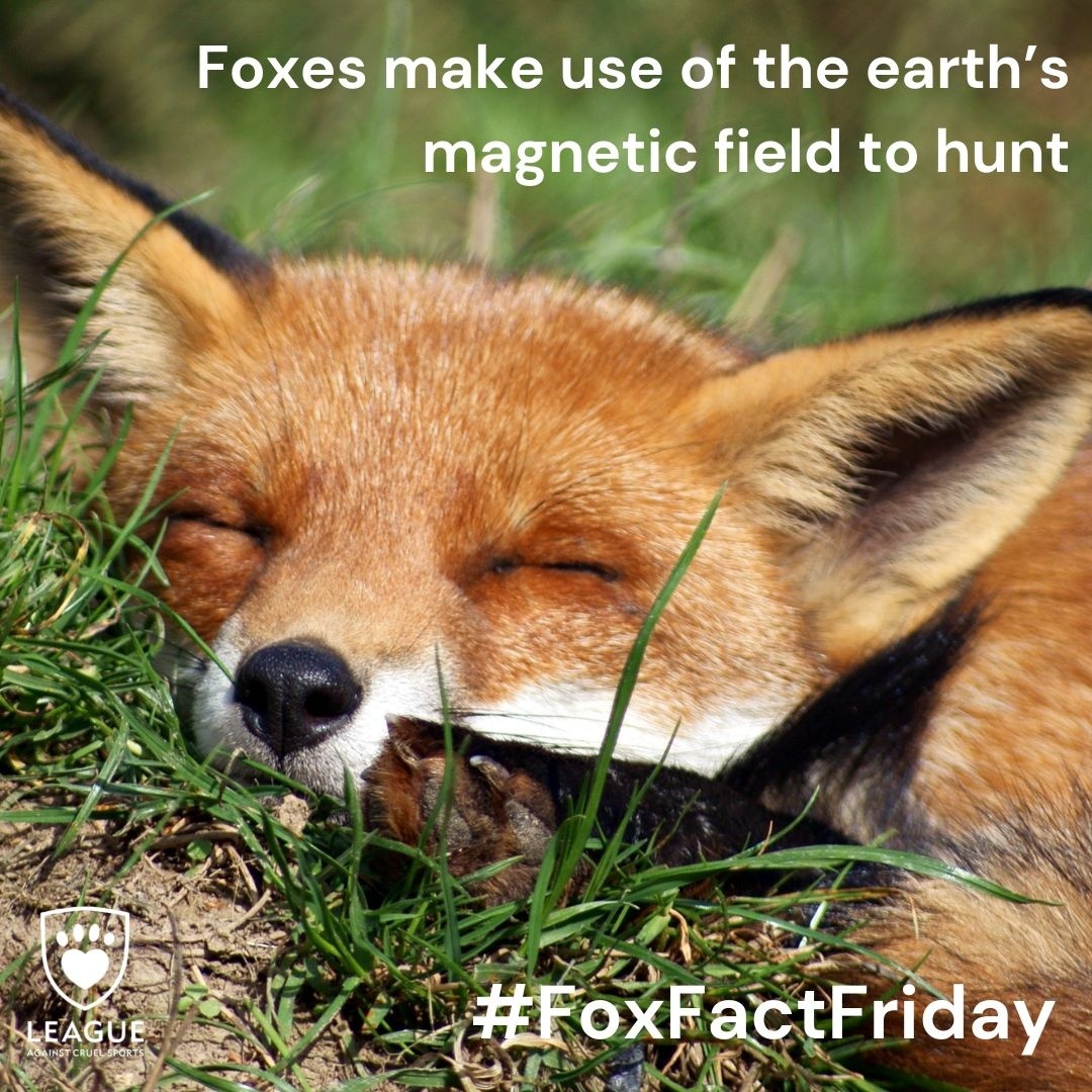 LeagueACS's tweet photo. There is more to these incredible creatures than we think we know.
Enjoy learning about our fascinating #Wildlife? Make use of our #FreeResources over at #LeagueOfAnimals: https://t.co/x0HcdIMf8F
#FoxFactFriday #FeelGood https://t.co/hiQu5tqanr