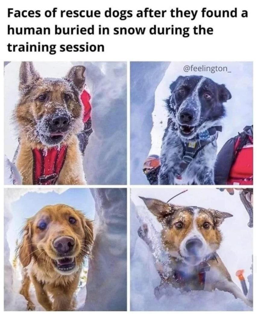 HeckinGoodDogs's tweet photo. They're all such good boyes! https://t.co/l2gUlZIfBO