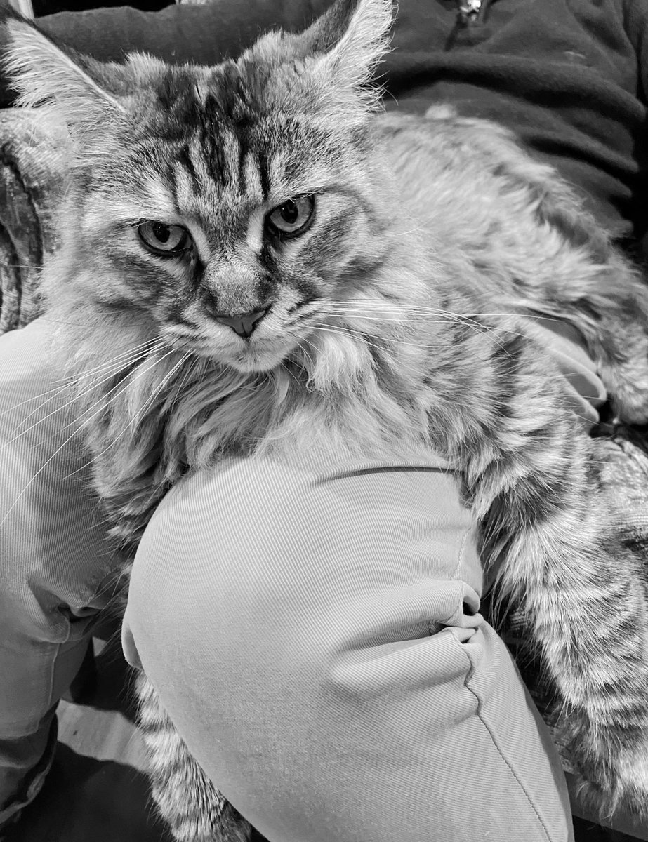 themaineluna's tweet photo. Snuggly Friday night. This IS my happy face. I very rarely sit on Dadβs lap. Mum says Iβm a traitor π§‘ #CatsofTwittter #CatsAroundTheWorld #CatsOnKnees #FridayFluff https://t.co/hMQaK3GMLE