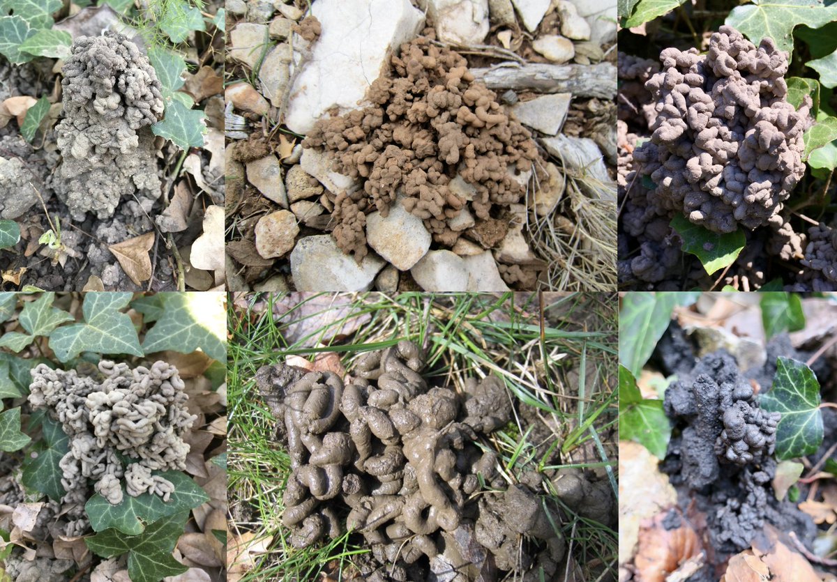 A l'occasion de la Journée mondiale des vers de terre, le 21 octobre, un florilège de #turricules de vers de terre #anéciques
#verdeterre
#earthwormscasts 
<a href="/afes_fr/">AFES</a> @univamu <a href="/imbe_marseille/">IMBE</a>