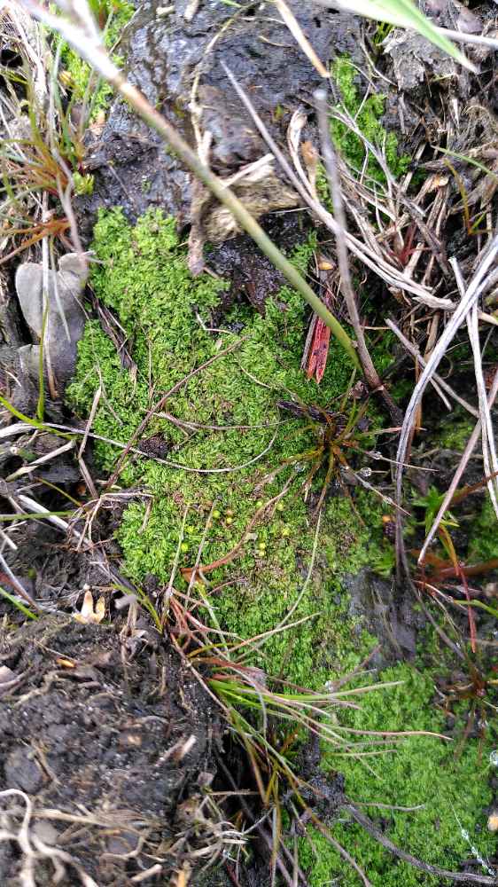 sjh220's tweet photo. Interesting to explore the dried out peaty ponds and ditches at Skipwith Common NNR this week. Most exciting find was  a large expanse of Fossombronia foveolata (known from elsewhere on the site), a nationally scarce liverwort. @BBSbryology https://t.co/dPtAgmFTLI