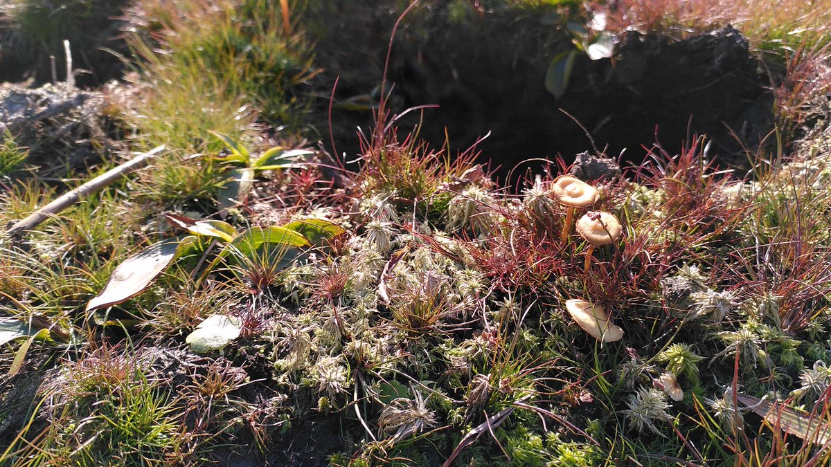 sjh220's tweet photo. Interesting to explore the dried out peaty ponds and ditches at Skipwith Common NNR this week. Most exciting find was  a large expanse of Fossombronia foveolata (known from elsewhere on the site), a nationally scarce liverwort. @BBSbryology https://t.co/dPtAgmFTLI