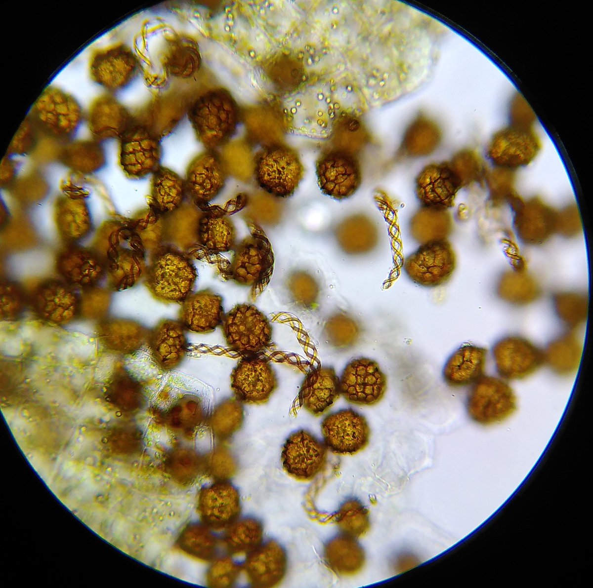 sjh220's tweet photo. Interesting to explore the dried out peaty ponds and ditches at Skipwith Common NNR this week. Most exciting find was  a large expanse of Fossombronia foveolata (known from elsewhere on the site), a nationally scarce liverwort. @BBSbryology https://t.co/dPtAgmFTLI