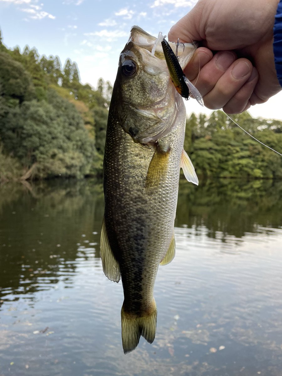 Pii_141's tweet photo. 本日は16:00スタートでリザーバー🎣

巻きにまったく反応無し…💧

表層で波紋を出して誘ってみたらガバッと！！
オモロ(^^)

レゼルブJrで２本 https://t.co/DZ75q1HGKP