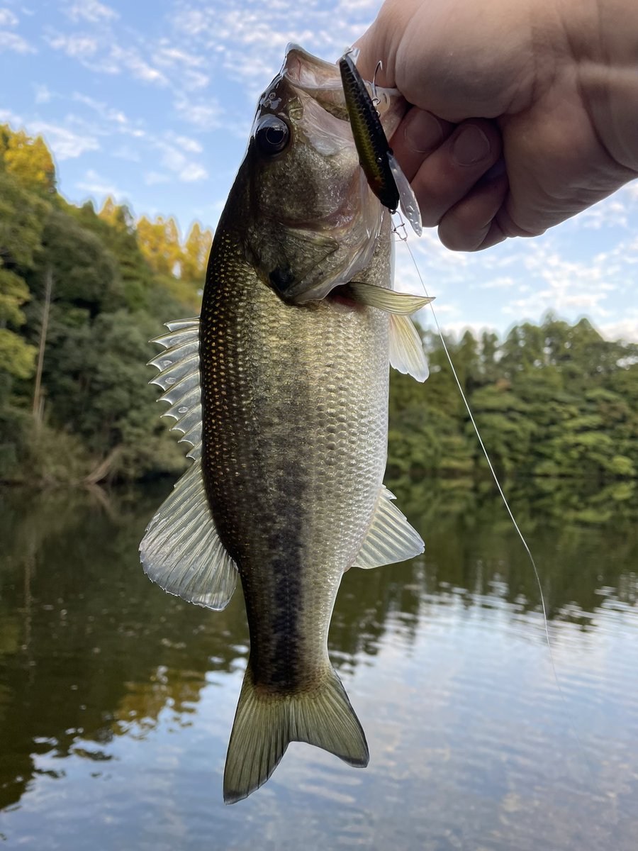 Pii_141's tweet photo. 本日は16:00スタートでリザーバー🎣

巻きにまったく反応無し…💧

表層で波紋を出して誘ってみたらガバッと！！
オモロ(^^)

レゼルブJrで２本 https://t.co/DZ75q1HGKP