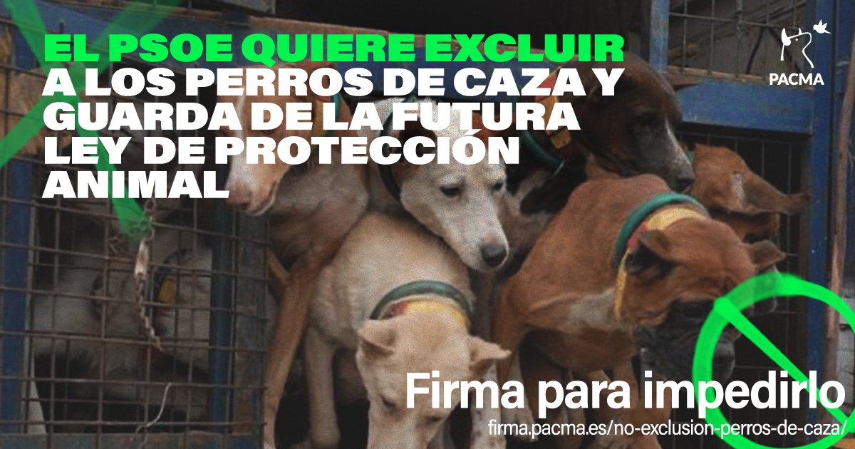 ¡URGENTE! 🆘 Si prospera la enmienda que el PSOE ha presentado a la futura ley de protección animal, los perros de caza quedarían fuera de su ámbito. Esto supondría más impunidad para los cazadores, para desecharlos y maltratarlos.

Firma para evitarlo: firma.pacma.es/no-exclusion-p…