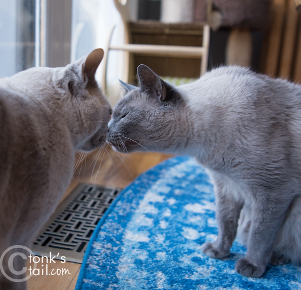 TonksTail's tweet photo. BREATH MINT, STAT!: 
read more: https://t.co/ZGprskVtoc

#cats https://t.co/gHdtrakU4x