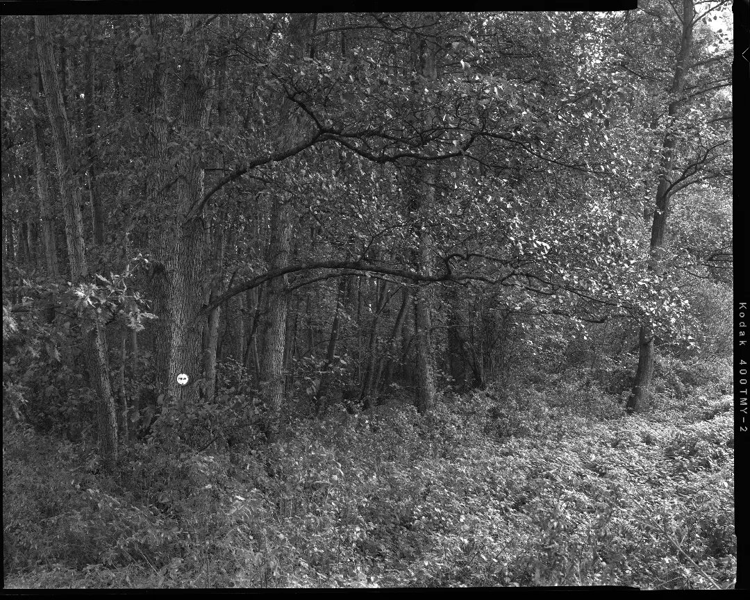 roelandhens's tweet photo. Practicing large format photography. Working a scene to get exactly what you envisioned is so rewarding! #largeformat #4x5 #KODAK #blackandwhitephotography #analogphotography #Selfdevelopment https://t.co/tTw8Va3S1G