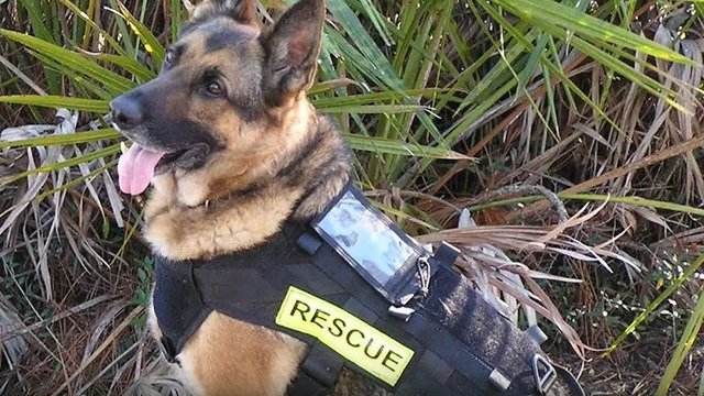 Canine unit traced and located the body of another victim of the rains 💔😞😭

The events journalist, Román Camacho, reported that the Canine Unit worked together with the paramedics who work at the scene🙏🙏