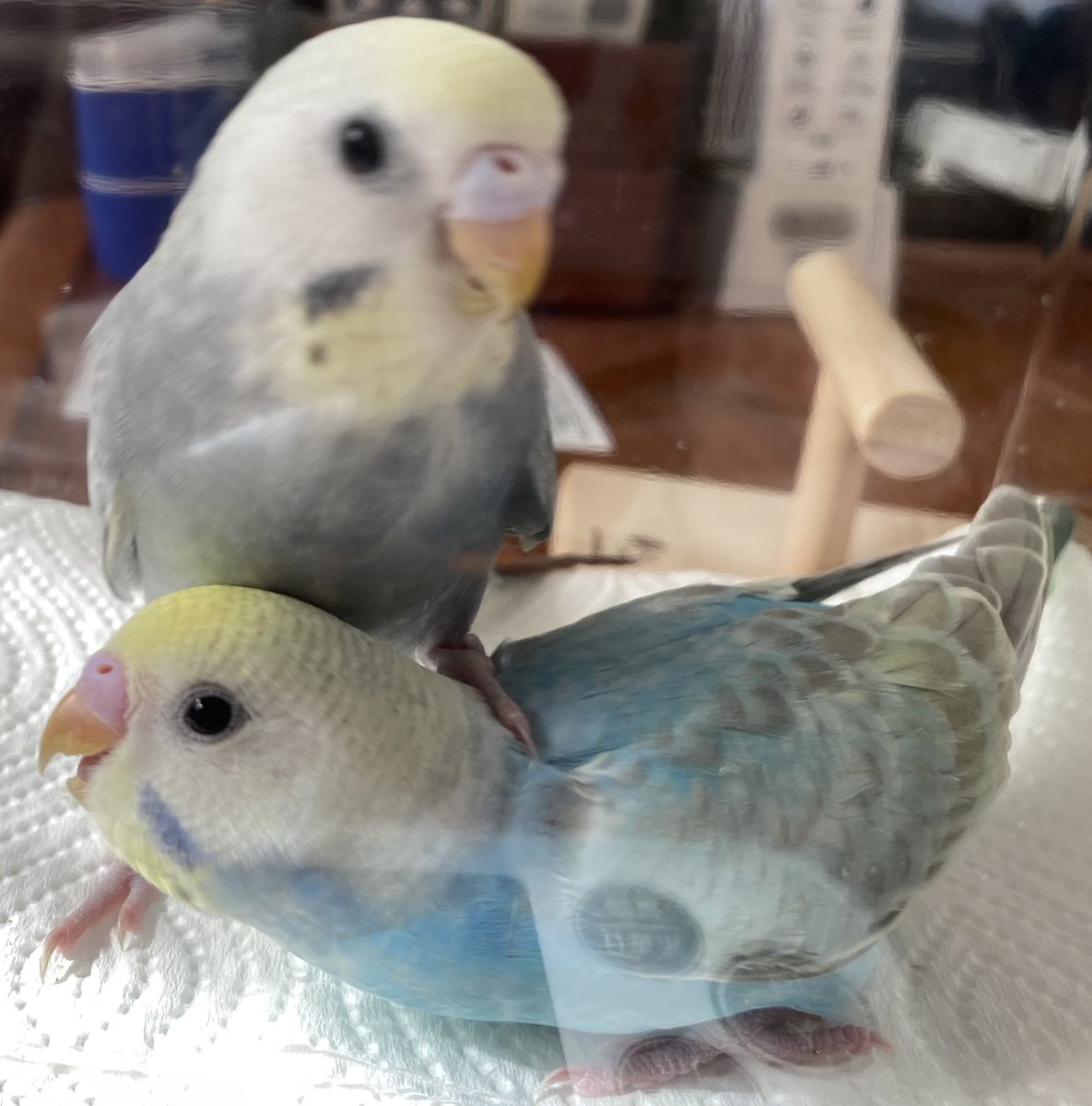 rurisuke21's tweet photo. 順調に育ってます。飛び方もちょっと上手くなったかな。
だんだん悪戯っ子になってきた
見てると楽しい。名前は、レイちゃんとルーちゃんです。
レイちゃんのルーちゃんの頭に落とし物f^^)表情が可愛い
そしてレイちゃんも踏みつける
#セキセイインコ
#雛
#いたずらっ子
#元気いっぱい https://t.co/9Ulwo4XPI8