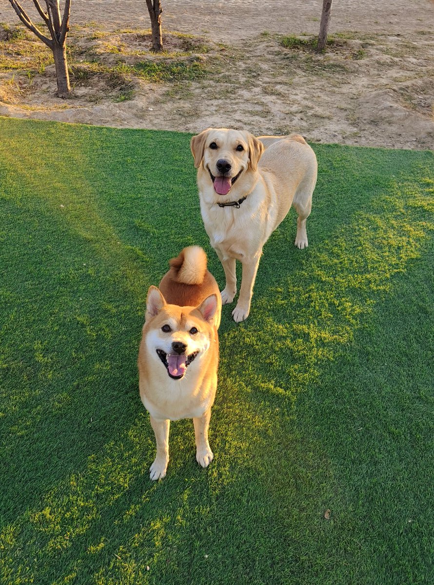 light up my day
#dogsareangels