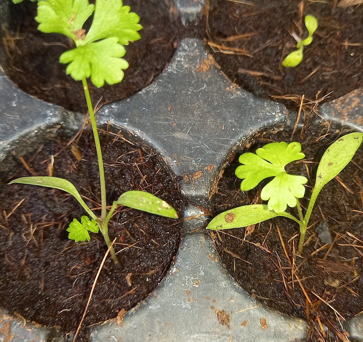 greenlife_veg's tweet photo. #FarmLife #Hydroponics #Cellery https://t.co/ysmLjBOx1z